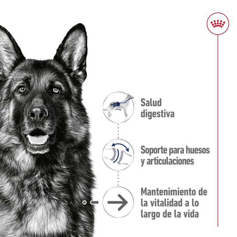 Royal Canin Maxi Ageing saqueta em molho para cães, , large image number null